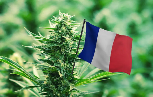 France: 30 senators call for full legalization of cannabis!