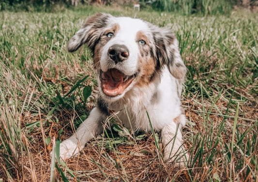 Pet owners are increasingly interested in leveraging CBD for their four-legged friends.